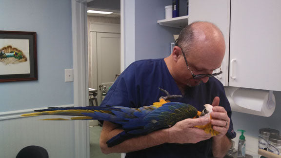 You Need an Avian Veterinarian Now!