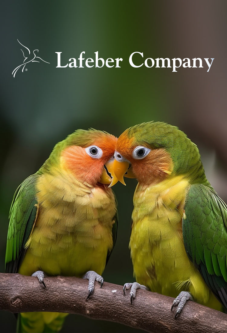 Lafeber