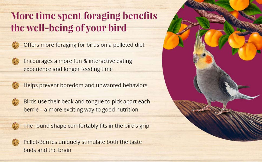 71740-pellet-berries-cockatiel-more-time-spent-foraging-benefits-the-well-being-of-your-bird