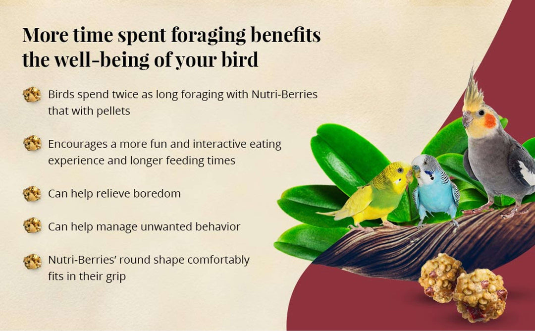 81340-parrot-food-lafeber-senior-bird-nutri-berries-parakeet-cockatiel-food-more-time-spent-foraging-the-benefits-the-well-being-of-your-bird