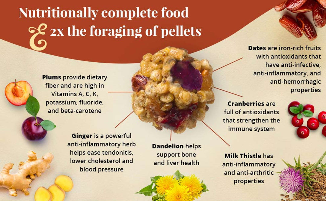 81352-parrot-food-lafeber-senior-bird-nutri-berries-parrot-food-2x-the-foraging-of-pellets