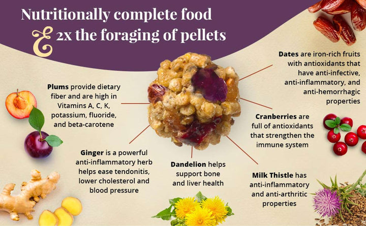 81360-parrot-food-lafeber-senior-bird-nutri-berries-macaw-cockatoo-food-2x-the-foraging-of-pellets