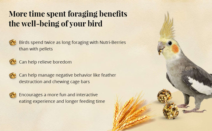 81647-classic-nutri-berries-cockatiel-14lb-more-time-spent-foraging-benefits-the-well-being-of-your-bird