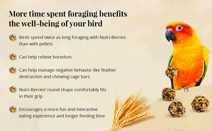 81745-classic-nutri-berries-conure-more-time-spent-foraging-benefits-the-well-being-of-your-bird