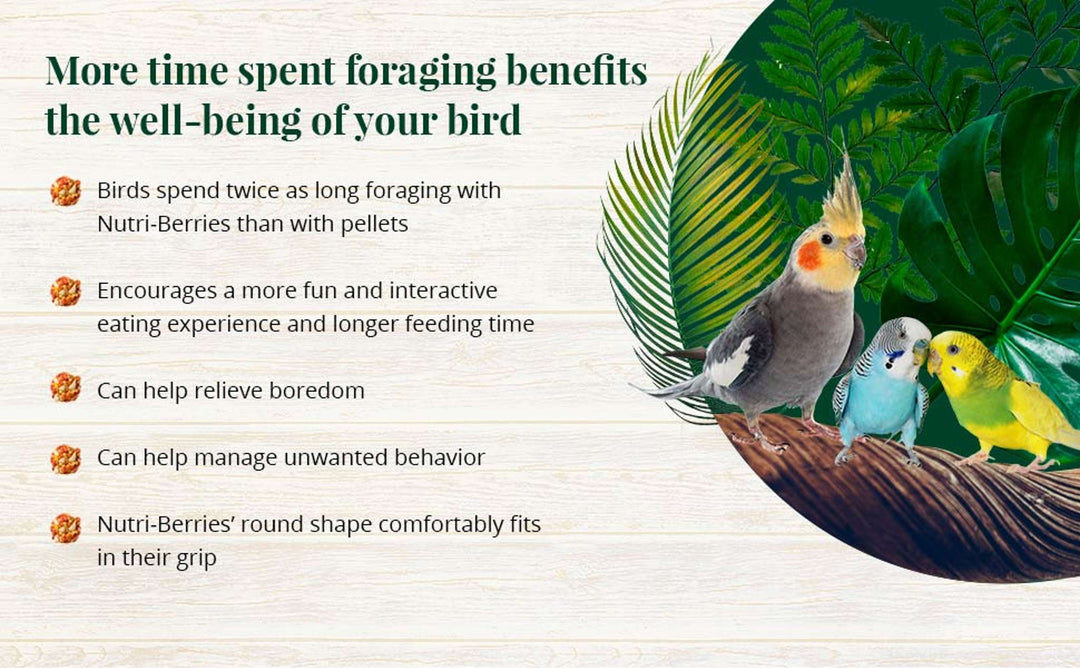 82640-tropical-fruit-nutri-berries-cockatiel-parakeet-foraging-benefits-well-being-of-your-bird