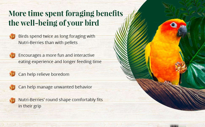 82645-tropical-fruit-nutri-berries-conure-more-time-spent-foraging-benefits-the-well-being-of-your-bird