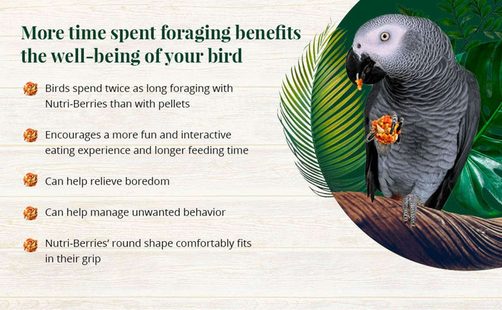 82650-tropical-fruit-nutri-berries-parrot-foraging-benefits-well-being-of-your-bird