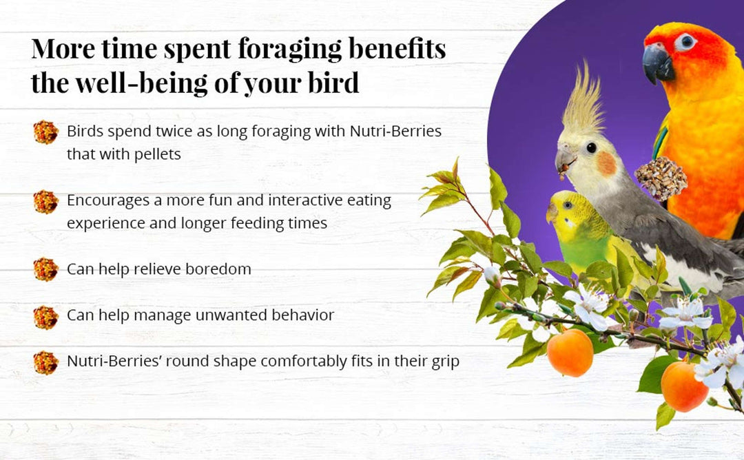 82840-sunny-orchard-nutri-berries-cockatiel-foraging-benefits-well-being-of-your-bird