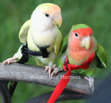 AH00167-Aviator-Pet-Bird-Harness-and-Leash-Small-Black-for-birds