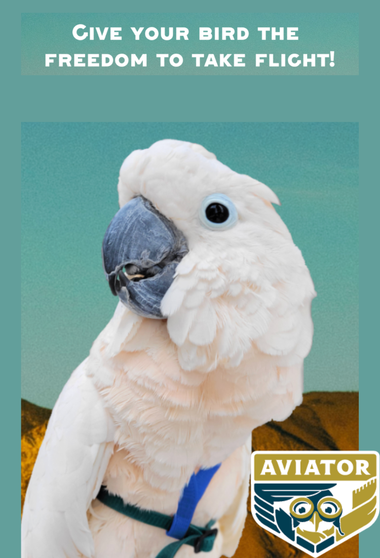 Aviator Harness Banner 750x1100