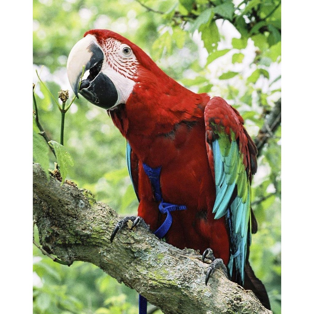 Parrot wearing Aviator Harness XL harness