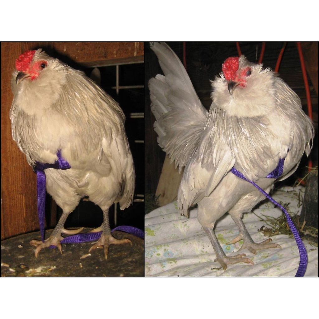 Two images of a rooster with a purple Aviator harness, one on a wooden floor and one on a patterned surface.