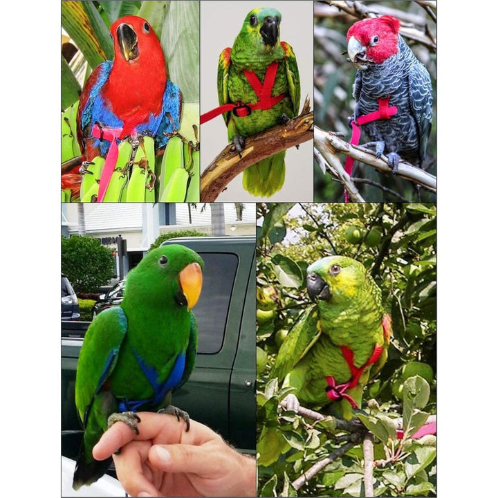 Collage of various parrots wearing Aviator Harness small harnesses.