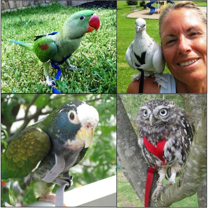 Collage of various parrots wearing Aviator Harness small harnesses.