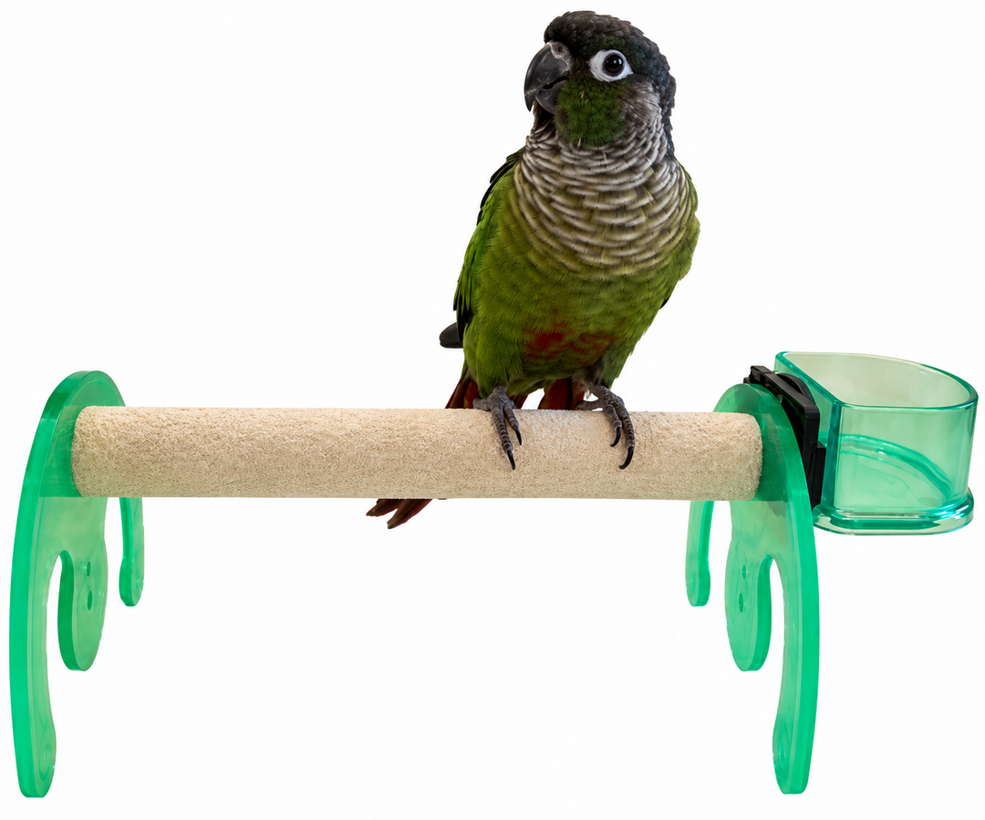 A green and gray parrot perched on a green and Polly's Pet Mini Bird Stand / Rocker - Small with a translucent green water bowl attached, isolated on a white background.