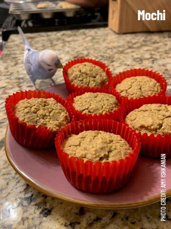 Bird looking at muffins in red cups made with Harrison's Bird Bread Mix Original