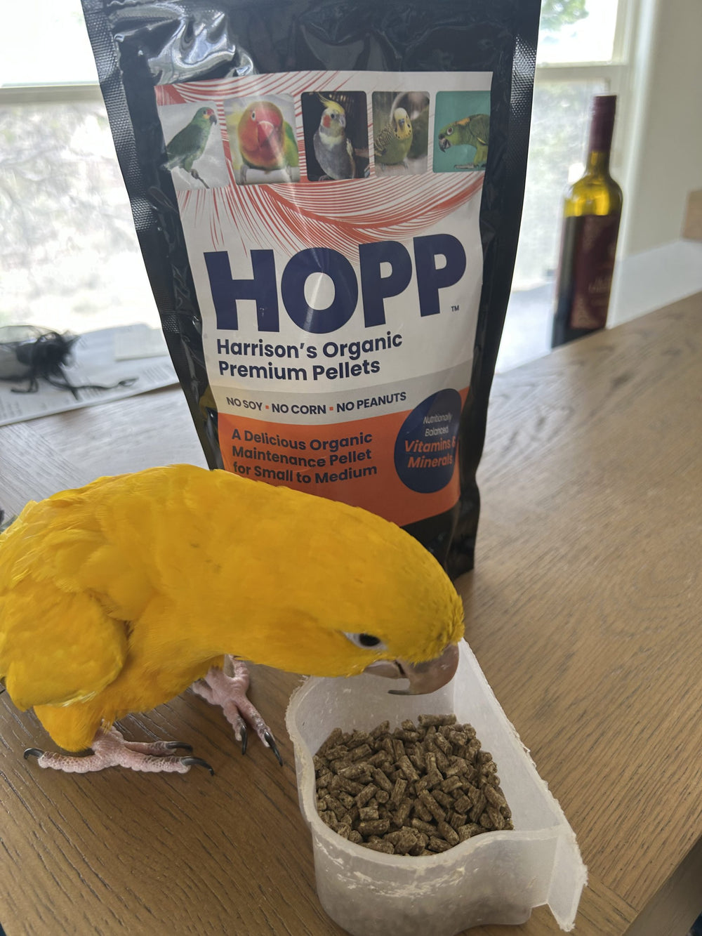 Yellow parrot eating from a container of HOPP Harrison's Organic Premium Pellets on a wooden surface.