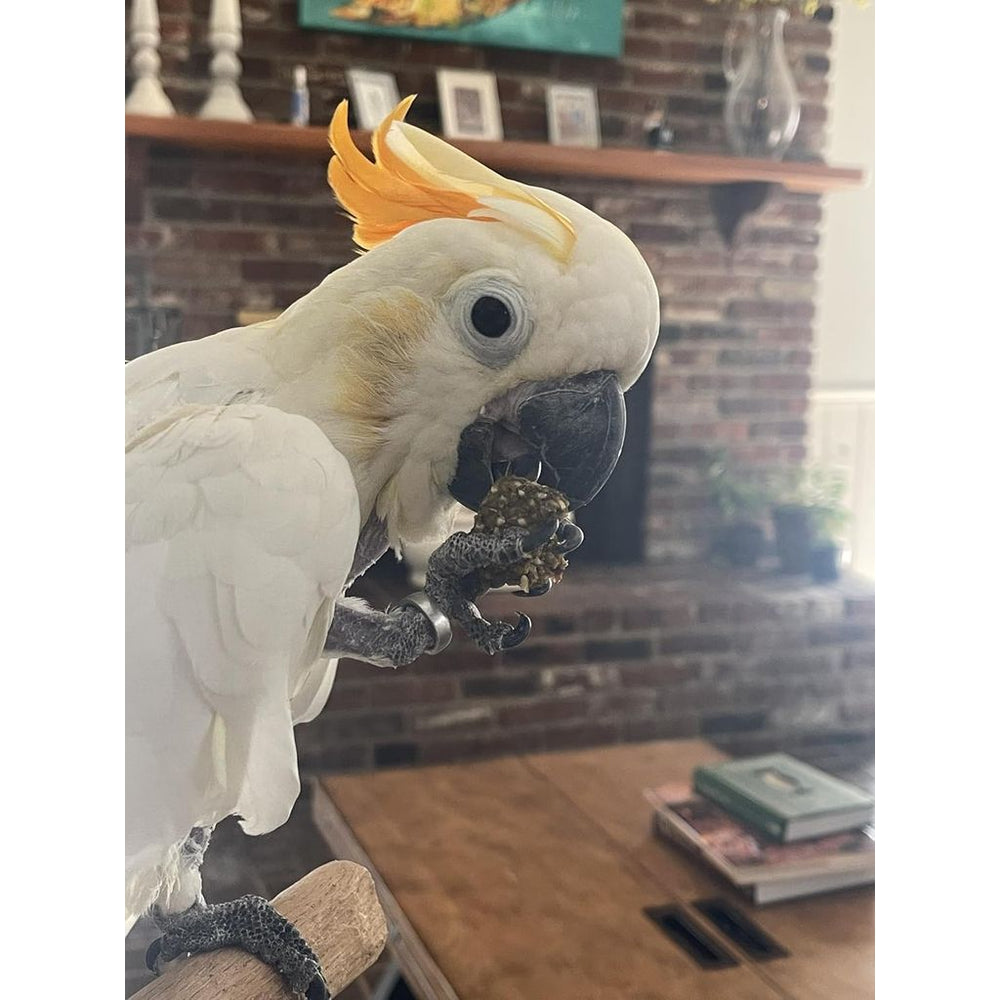 A large parrot eating Harrison's Nuggies Bird Treats