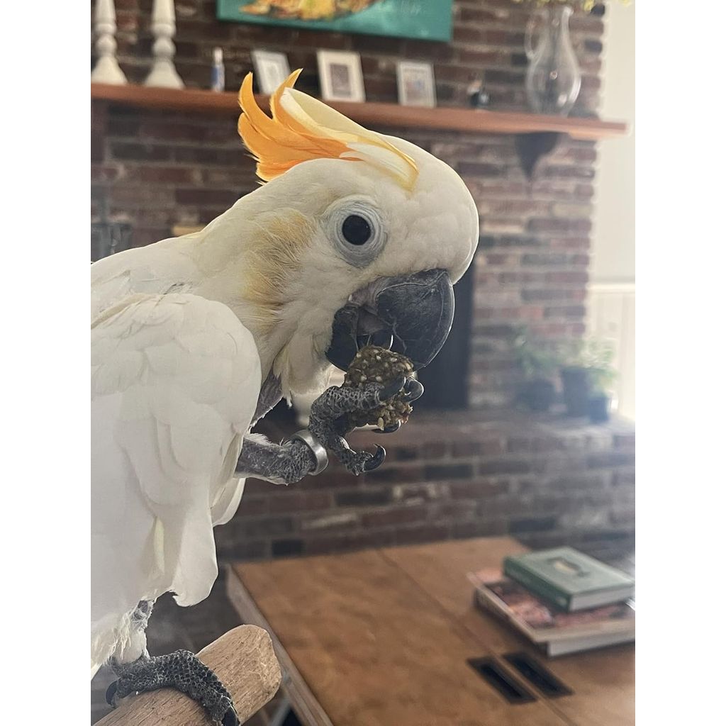 A large parrot eating Harrison's Nuggies Bird Treats
