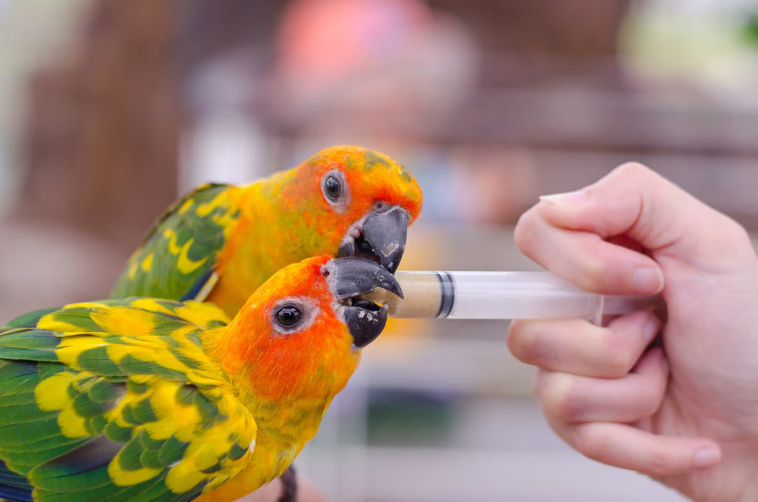 Two colorful parrots being fed by a hand against a blurred background