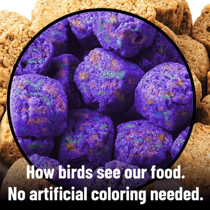 Close-up of purple pet food with brown background and text 'How birds see our food. No artificial coloring needed.'