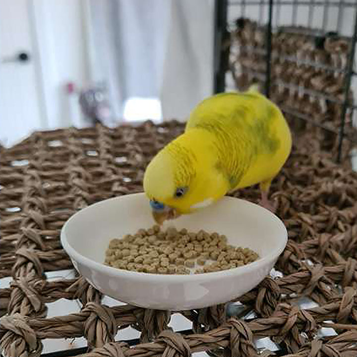 Yellow parakeet eating High_Potency_Fine_1lb from a white bowl on a woven mat