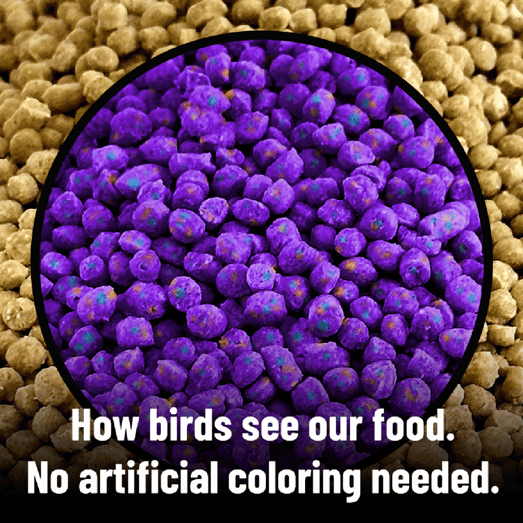 Close-up of purple bird food pellets with text overlay on a background of brown bird food.