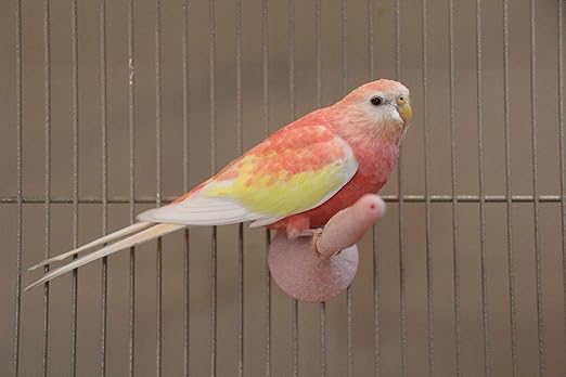Colorful parrot perched on a branch against a brown background