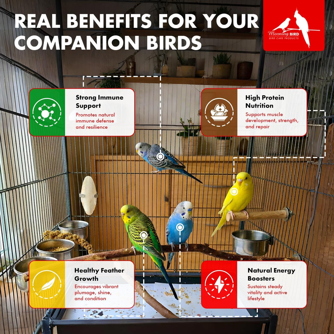 Promotional infographic for a companion bird supplement, showing several live budgerigets in a cage with four labeled benefit callouts: Strong Immune Support, High Protein Nutrition, Healthy Feather Growth, and Natural Energy Boosters. The brand logo 'Living Bird Care' appears in the top right.