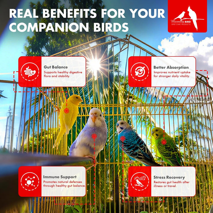 Benefits of Morning Bird Probiotics, 2 oz.