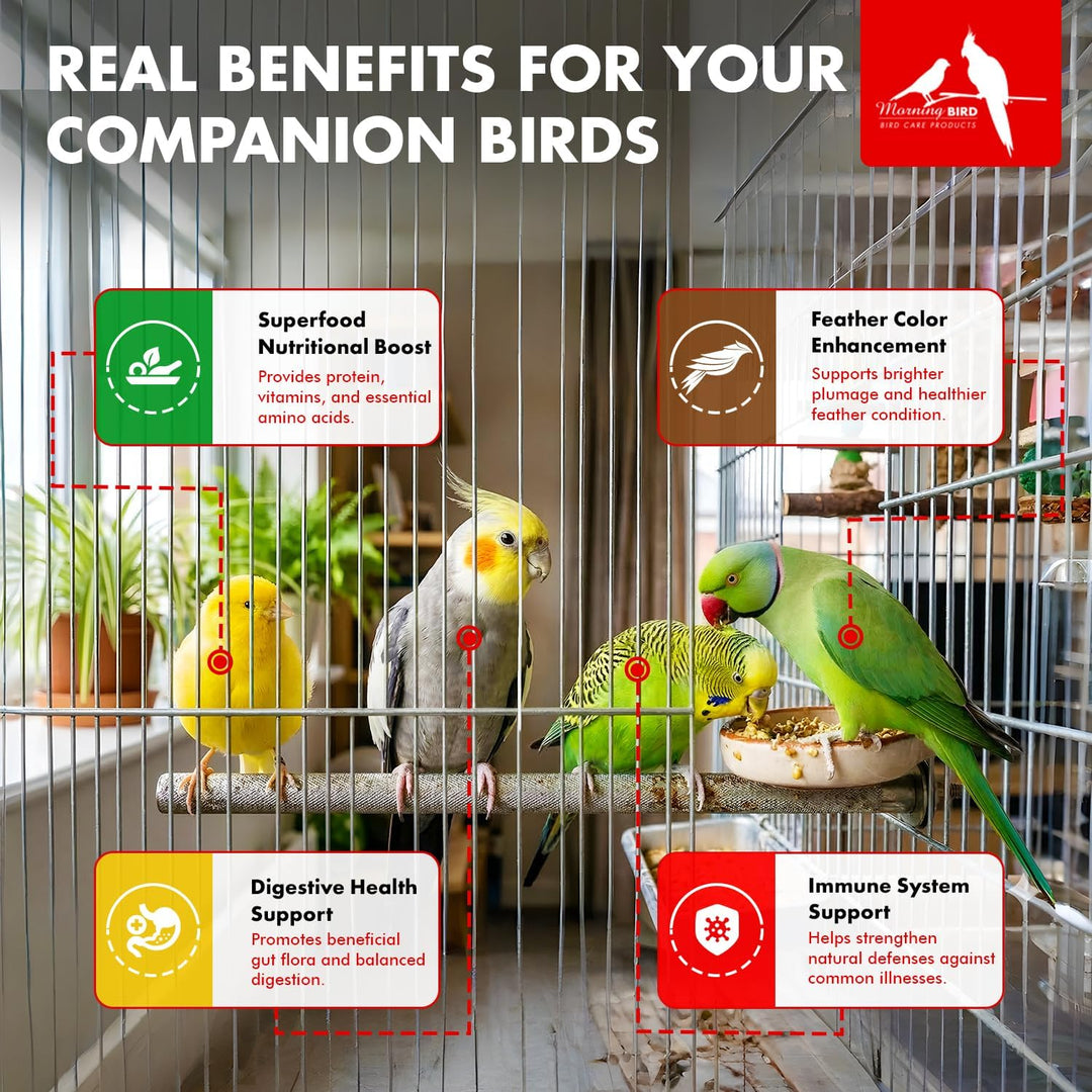 Promotional infographic for companion bird health products, showing several live birds in a cage with callout boxes and icons explaining benefits: superfood nutritional boost, feather color enhancement, digestive health support, and immune system support. Large headline reads 'REAL BENEFITS FOR YOUR COMPANION BIRDS - Morning Bird Spirulina Supplement, 2 oz.