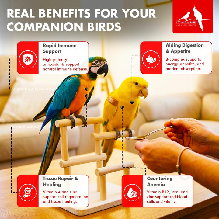 Two parrots on a perch with a person feeding them, highlighting benefits for companion birds.
