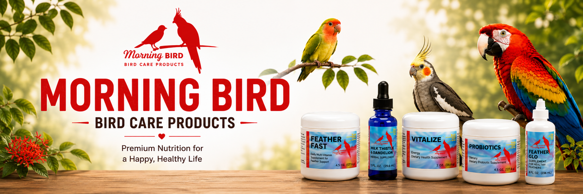 PD   MORING BIRD   BANNER   1800 X 600