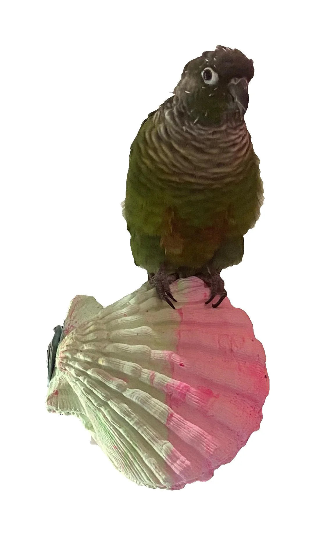 Pollys-Pet-Products-Comfy-Clam-for-birds