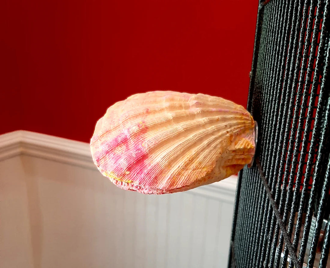 Pollys-Pet-Products-Comfy-Clam-for-birds