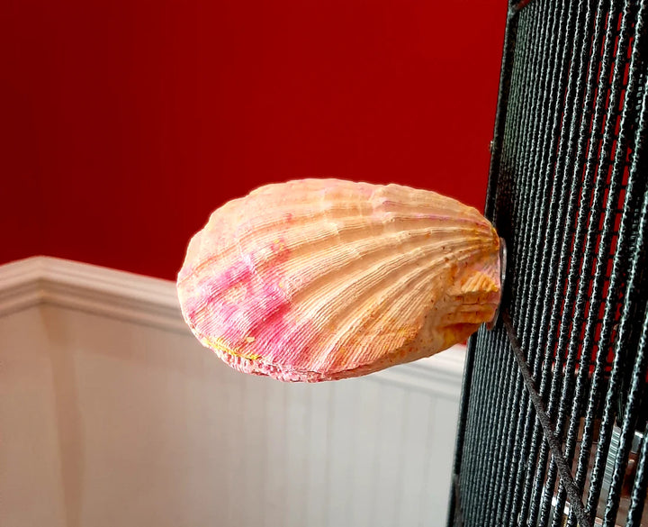 Pollys-Pet-Products-Comfy-Clam-for-birds