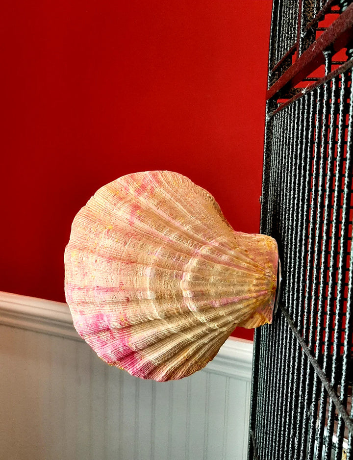 Pollys-Pet-Products-Comfy-Clam-for-birds