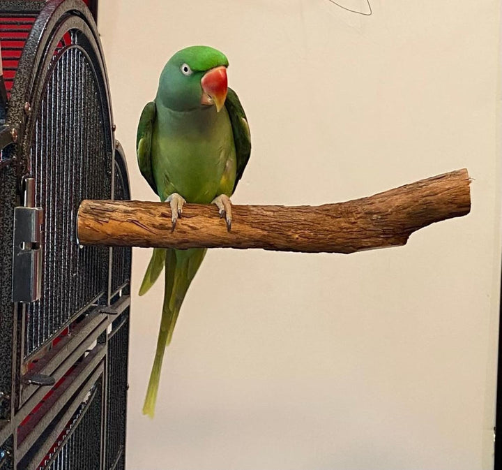 Green parrot perched on Polly's Pet Products Hardwood Perch - Large in front of a cage