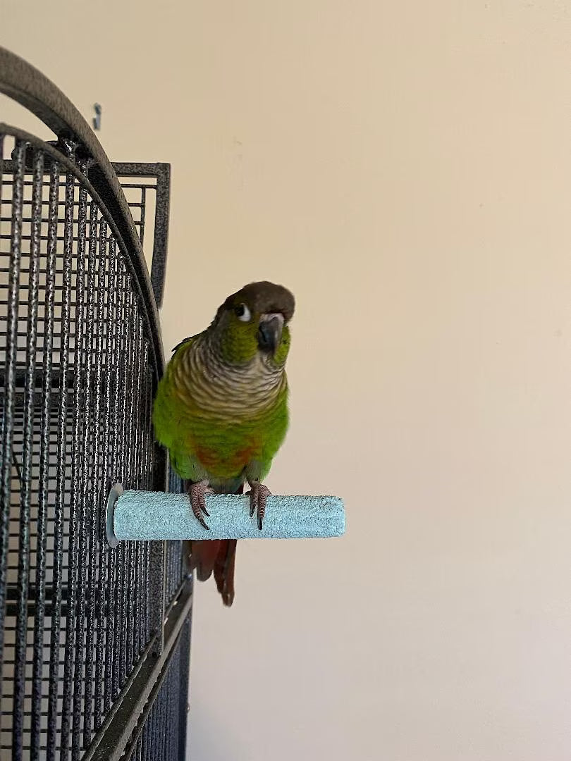 Green parrot perched on a cage with a plain background