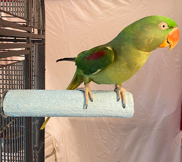 Green parrot perched on a Polly's Pet Products Pastel Bird Perch - Extra Large against a plain background