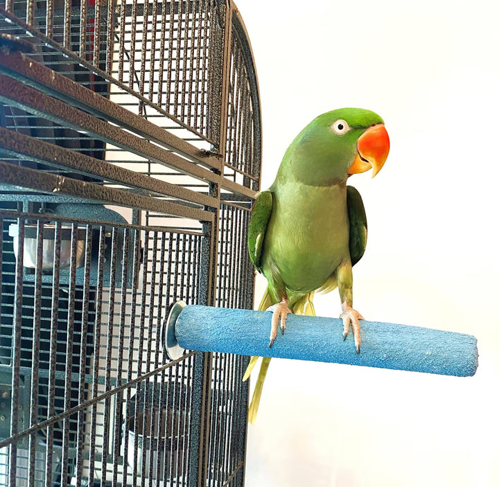 Green parrot with an orange beak perched on a blue perch (Polly's Pet Products Pastel Bird Perch - Large) next to a birdcage.