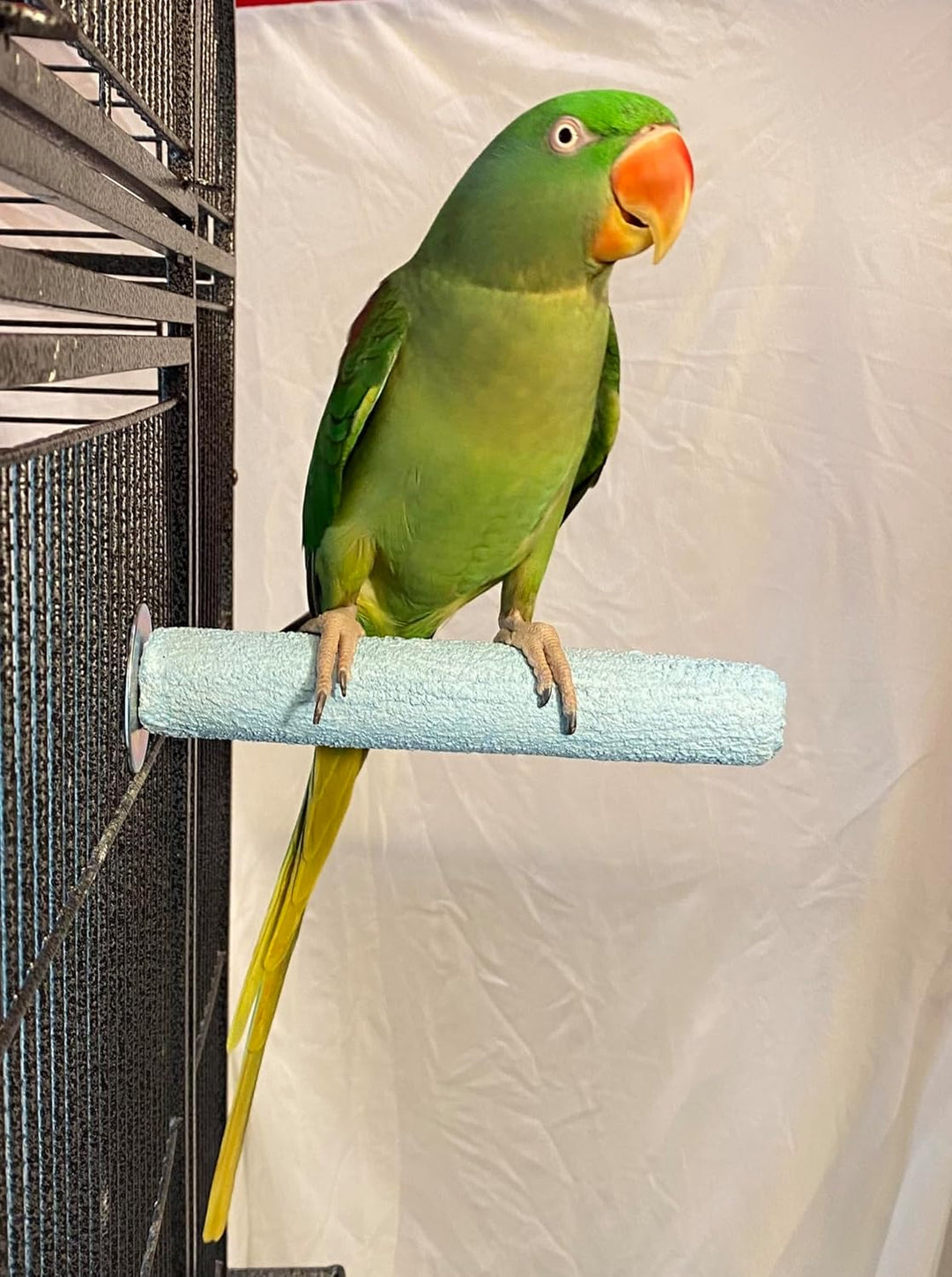 Green parrot with an orange beak perched on a Polly's Pet Products Pastel Bird Perch (Medium) against a white background.