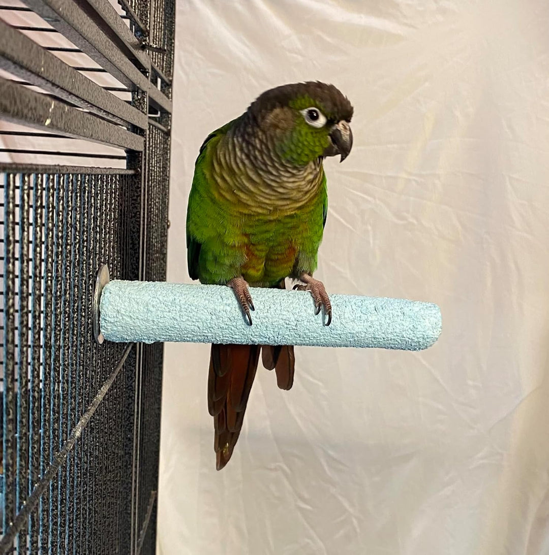 Green parrot perched on a light blue Polly's Pet Products Pastel Bird Perch - Small inside a cage.