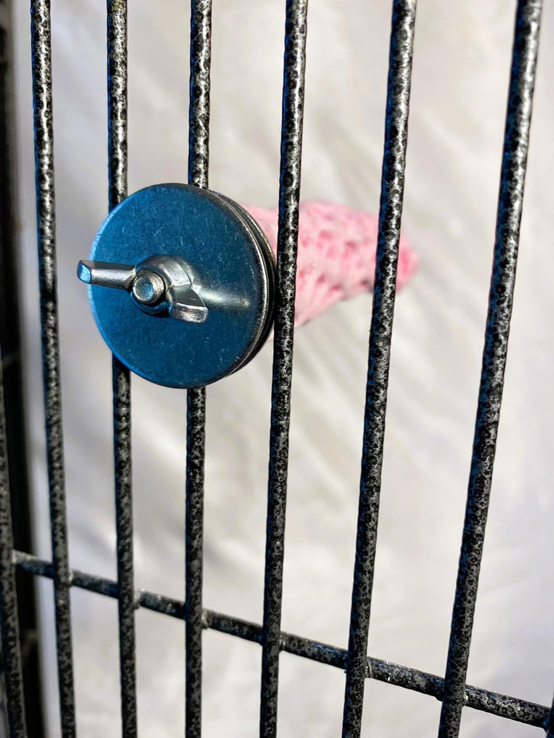 lock on a metal gate with the pink Polly's Pet Products Tooty Fruity Pollen Perch - Small in the background