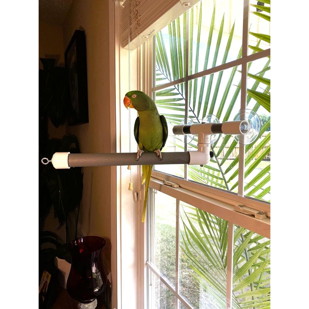 Green parrot perched on a Polly's Deluxe Window & Shower Bird Perch - Large near a window with palm leaves outside