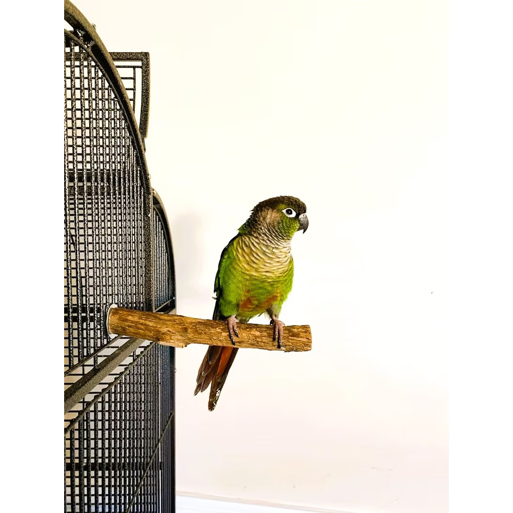 A parrot sitting on Polly's Hardwood Perch Extra Small