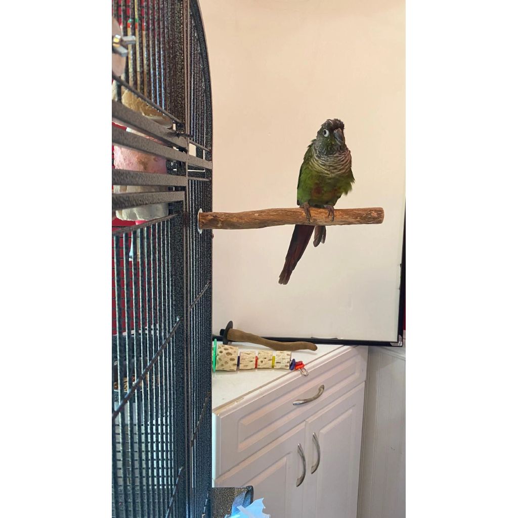 Green parrot perched on Polly's Pet Products Hardwood Perch - Small