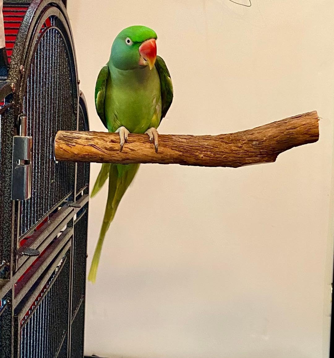 Green parrot perched on a branch inside a birdcage with a plain background