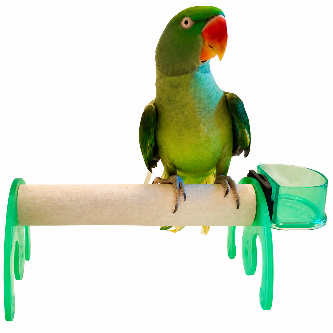 A green and blue parrot with a red-orange beak perched on Polly's Pet Mini Bird Stand / Rocker - Large with bright green plastic legs and a translucent green waterer, isolated on a white background.