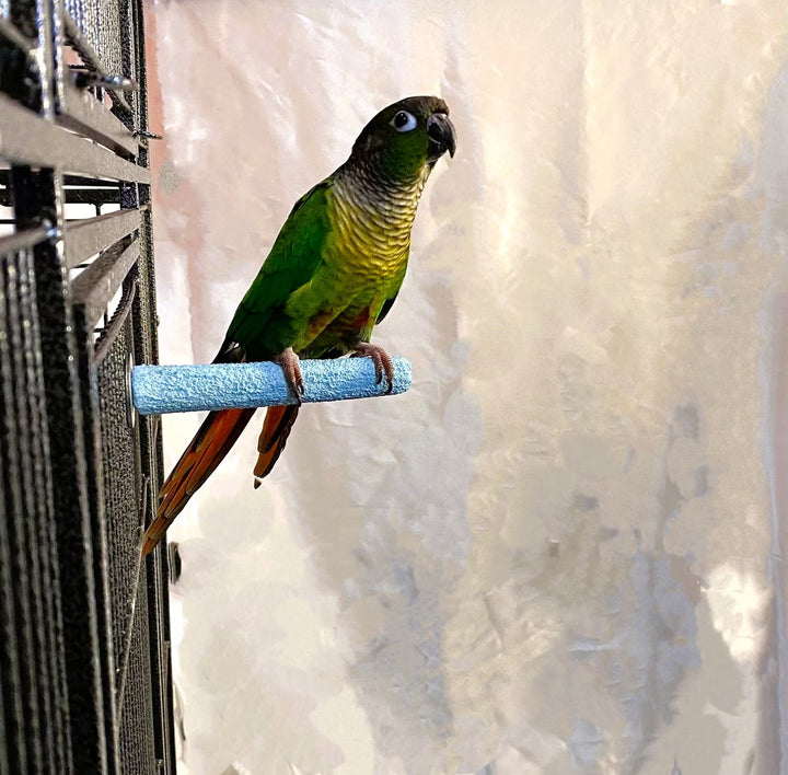 A bird sitting on Polly's Pet Products Pastel Bird Perch - Baby Medium